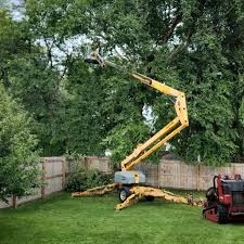 Best Tree Cabling and Bracing  in Bridgeport, MI