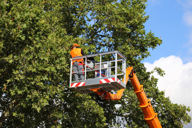 How Our Tree Care Process Works  in  Bridgeport, MI