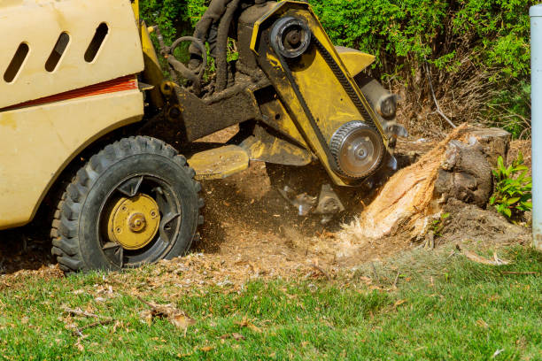 Grass Overseeding in Bridgeport, MI