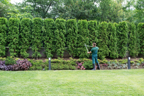 Best Tree Mulching  in Bridgeport, MI