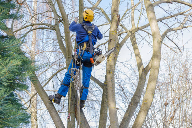 Best Hazardous Tree Removal  in Bridgeport, MI