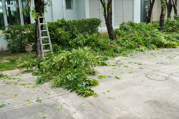 Best Palm Tree Trimming  in Bridgeport, MI