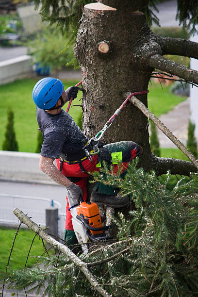 Best Tree Health Inspection  in Bridgeport, MI