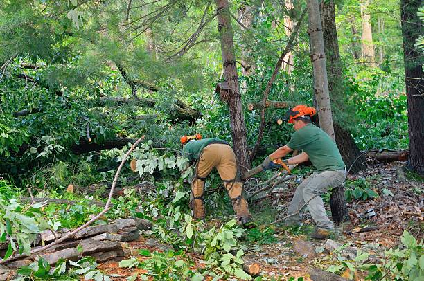 Best Storm Damage Tree Cleanup  in Bridgeport, MI