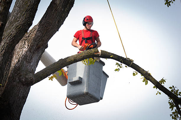 Best Tree Trimming and Pruning  in Bridgeport, MI