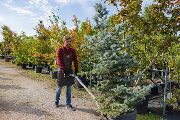 Best Tree Maintenance Programs  in Bridgeport, MI