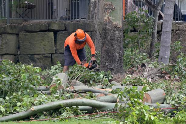 Bridgeport, MI Tree Care Services Company