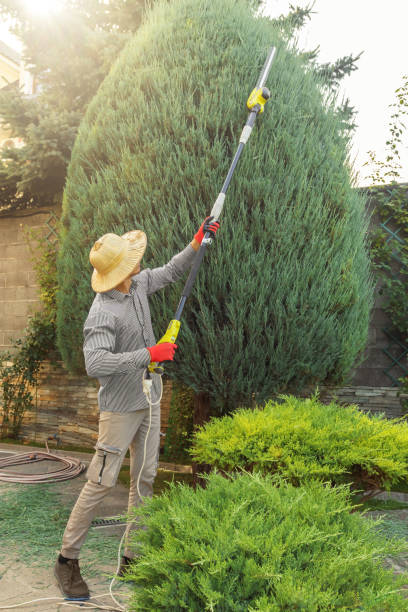 Best Palm Tree Trimming  in Bridgeport, MI